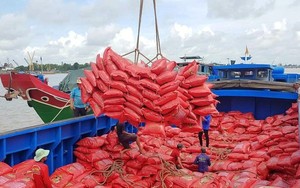Ấn Độ cấm xuất khẩu gạo, giá gạo xuất khẩu Việt Nam có thể lên tới 700 USD/tấn