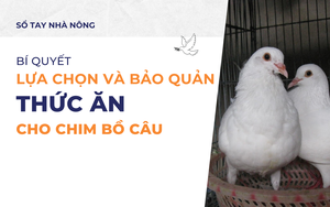 SỔ TAY NHÀ NÔNG: Bí quyết lựa chọn và bảo quản thức ăn cho chim bồ câu Pháp