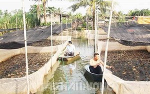 Cho cá rô đồng sống chung ao với ếch, anh nông dân tên Loạn ở Hải Dương làm thế nào mà thu bộn tiền