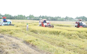 Giá lúa tăng từng ngày, động thái của doanh nghiệp xuất khẩu gạo ra sao? 