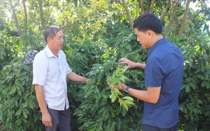 Trồng cà phê kiểu gì mà nhìn đâu cũng thấy trái, ông nông dân Sơn La tự trả lương cao cho cả nhà