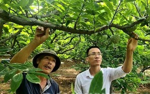 Thứ trái cây lắm mắt vào mùa, nông dân Chí Linh, Hải Dương chuẩn bị ngồi nhà mà thu tiền tỷ