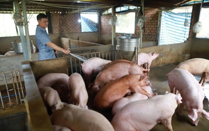 Sắp xuất khẩu 2 triệu liều vaccine dịch tả lợn châu Phi sang Philippines