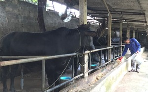 Nông dân một huyện ở Hà Nội có thu nhập cao nhờ nuôi giống bò &quot;khổng lồ&quot;