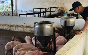 Chăn nuôi lợn đứng top 5 thế giới, các doanh nghiệp rót hàng tỷ USD vào xây trang trại, nhà máy chế biến