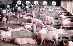 Giá lợn hơi liên tục giảm, sắp mất đầu giá số 6