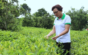 Một Phó Giám đốc xây dựng thương hiệu chè Phổng Lái ở Sơn La là Nông dân Việt Nam suất sắc 2023