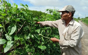 Biến bờ vuông tôm thành vườn rau hữu cơ, vợ chồng Khmer nghèo ở Cà Mau có tiền rủng rỉnh