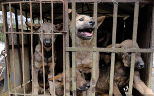 Hành hạ chó trước khi giết thịt: Vô cùng ám ảnh về sự tàn nhẫn với động vật