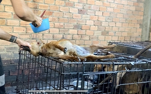 Hỗ trợ chuyển đổi sinh kế cho người đang tham gia giết mổ, kinh doanh thịt chó, mèo tại Đồng Nai
