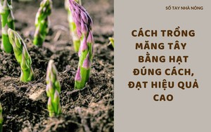 SỔ TAY NHÀ NÔNG: Cách ươm giống măng tây bằng hạt đạt hiệu quả cao