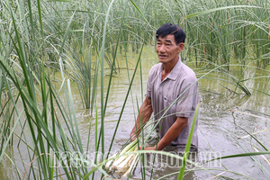 Sóc Trăng: Trên trồng bồn bồn, dưới nuôi đàn cá sặc bướm, trê vàng, nhẹ công chăm sóc tiền thu đều đều