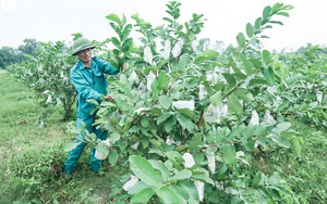 Nghệ An: Những loại lá xưa vốn chỉ bỏ đi nay "lên đời" được thương lái mua giá cao, bán "đắt như tôm tươi"