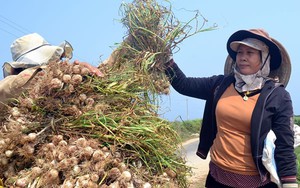 Niềm vui của những nông dân trồng tỏi Lý Sơn khi lần đầu tiên có doanh nghiệp ký hợp đồng bao tiêu dài hạn