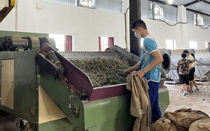 Trà lá sen Thanh Xuân được trồng và ướp tỉ mỉ như thế nào để trở thành đồ uống có hương vị độc đáo?