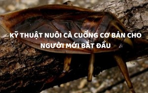 SỔ TAY NHÀ NÔNG: Kỹ thuật nuôi cà cuống cơ bản cho người mới bắt đầu