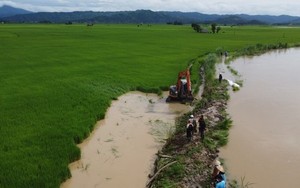 Vỡ đê bao đột ngột, nước lũ nhấn chìm hàng trăm ha lúa ở Đắk Lắk, nông dân dầm mình gia cố
