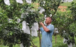 Vườn bưởi da xanh đặc sản nhìn đâu cũng thấy trái của một nông dân Hòa Bình, thu nửa tỷ/năm