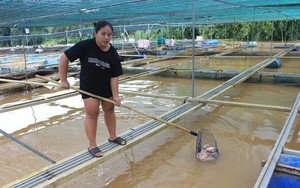 Mưa lớn, nước sông Đồng Nai dâng cao, 330 tấn cá của người dân bị cuốn trôi