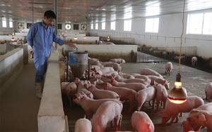 Chăn nuôi tuần hoàn giúp người nuôi lợn ở Hà Nội tăng hiệu quả kinh tế 15 - 20%