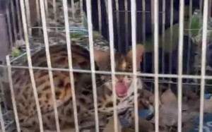 Thừa Thiên Huế: Người dân bắt được cá thể mèo rừng quý hiếm đi lạc