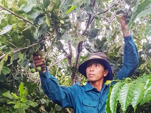Gia Lai sẽ trồng 4.045ha cây "nữ hoàng quả khô", thu hút 1 nhà máy chế biến công suất lớn