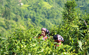 Ở Lào Cai có quần thể cây chè Shan tuyết cổ thụ trăm tuổi được công nhận Cây di sản Việt Nam