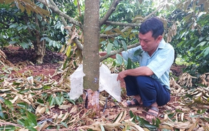 Gia Lai: Vườn sầu riêng của Bí thư Đảng ủy xã sắp thu hoạch bị kẻ gian chặt phá, thiệt hại 675 triệu đồng