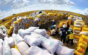 Thủ tướng yêu cầu mở rộng thị trường xuất khẩu gạo sang châu Âu, Mỹ