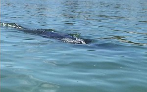 Thừa Thiên Huế: Xuất hiện một con cá voi dài 7m bơi sát bờ biển 