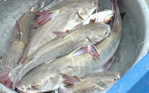 Đi săn loài cá da trơn nói tên xong phải hỏi lại vài lần, người dân Cà Mau kiếm tiền triệu mỗi ngày