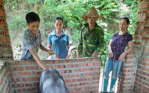 Nuôi thứ lợn nhai rau rừng rau ráu, một nông dân ở Điện Biên 