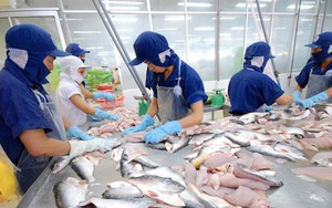 Xuất khẩu cá tra vẫn gặp khó, dự báo lãi của "ông lớn" Nam Việt giảm 31% xuống 465 tỷ đồng