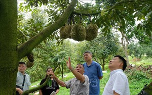 Vùng đất ở Lâm Đồng, nông dân hái "quả tiền tỷ", vườn sực nức mùi thơm, cả xã thu 800 tỷ