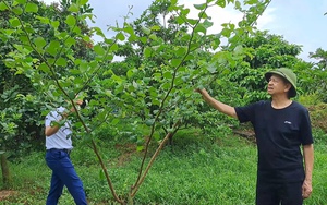 Trồng loại táo màu trắng xanh, ăn giòn ngọt, nông dân ở xã này của Thái Nguyên giàu lên trông thấy