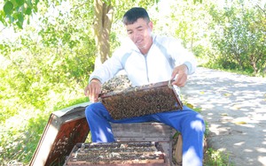 Qua Vườn quốc gia Xuân Thủy ở Nam Định thấy bay vô số ong mật vào rừng kiếm phấn hoa sú vẹt