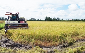 Vì sao chợ gạo quy mô 21ha ở miền Tây sẽ không được xây dựng?
