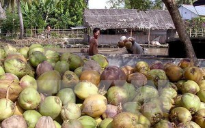 Trung Quốc mạnh tay mua, thứ trái thanh mát, giải nhiệt nắng nóng này của Trà Vinh tăng giá ầm ầm