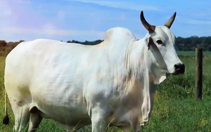 Vì sao một con bò trắng muốt lại được bán với giá kỷ lục hơn 101 tỷ đồng?