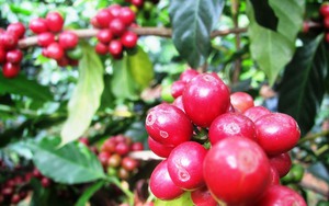 Robusta tiếp tục giảm, cà phê nội mất thêm 100 đồng/kg, giá cao nhất còn 65.000 đồng/kg