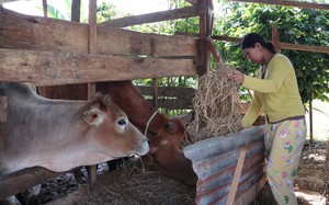 Được trao bò giống, heo đen giống, người dân một xã ở huyện Lạc Dương của Lâm Đồng thoát nghèo