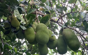 Là "vựa" trái cây nhưng tỉnh Tiền Giang lại thiếu trầm trọng cơ sở sản xuất giống cây ăn trái