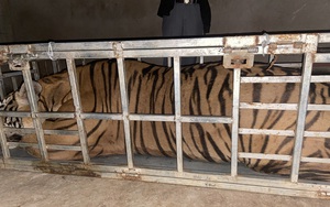 Nghệ An: Chặn bắt xe ô tô chở con hổ sống nặng hơn 2 tạ
