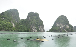 Phát triển nuôi biển ở Quảng Ninh: Nên mạnh dạn giao các khu vực nuôi trồng cho cá nhân?