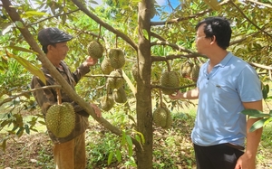 &quot;Trồng cây tiền tỷ&quot; ở một nơi của Gia Lai, chả cần trèo vẫn bẻ được vô số quả ngon, bán đắt tiền