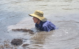 Dầm nước mặn ở một nơi của Ninh Bình vớt thứ rau gì mà dân phơi khô bán hết sạch?