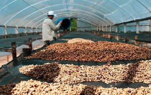 Loại cà phê có giá gần 1 cây vàng, được săn lùng nhiều nhất trên thế giới lại được thu hoạch thế này