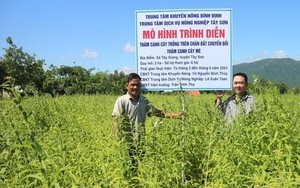 Thứ cây cho ra loại hạt ăn bổ dưỡng này, nông dân Tây Sơn ở Bình Định trồng cứ 1 sào thu hơn 2,3 triệu