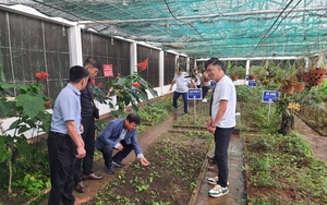 Một nơi ở Gia Lai đã trồng loại sâm Hàn Quốc, nhiều người lên xem
