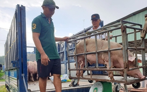 Xử lý nghiêm các vụ buôn bán, vận chuyển trái phép lợn từ biên giới vào Việt Nam